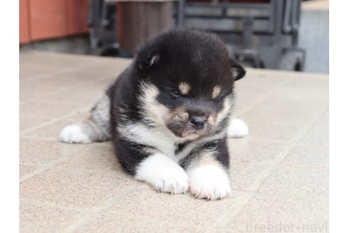 販売中の埼玉県の柴犬-392024の3枚目