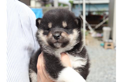 販売中の埼玉県の柴犬-392024の2枚目