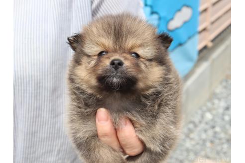 販売中の埼玉県のポメラニアン-392026の5枚目