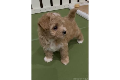 販売中の福岡県のマルプー:マルチーズ×トイプードル-392031の2枚目