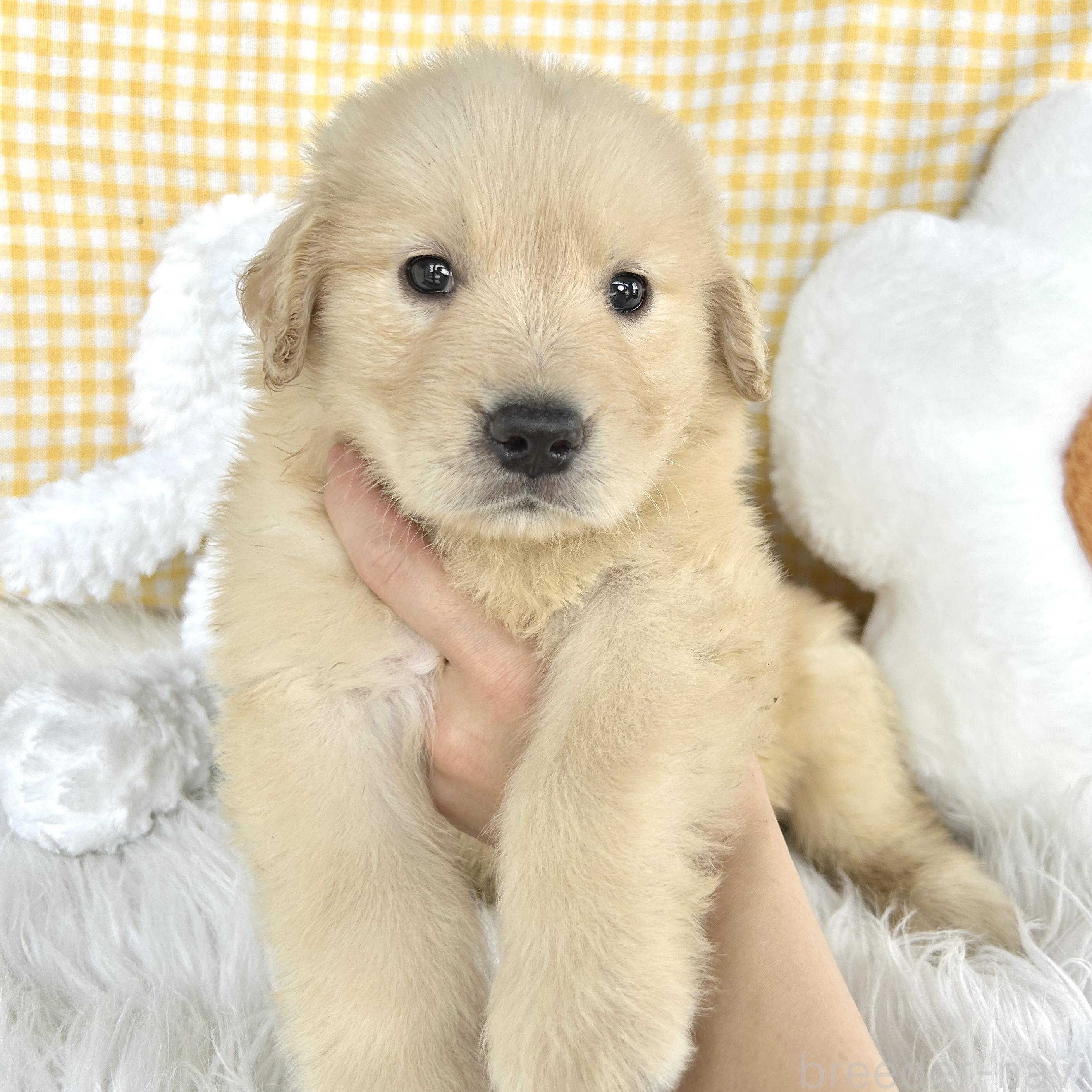 販売中の栃木県のゴールデンレトリーバー-391187の1枚目