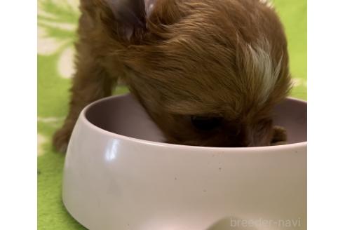 販売中の埼玉県のミックス犬-386413の8枚目