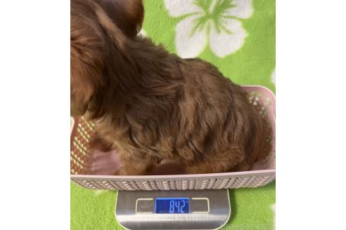 販売中の埼玉県のミックス犬-386413の7枚目