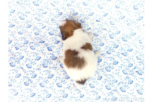 販売中の千葉県のパピヨン-389307の5枚目