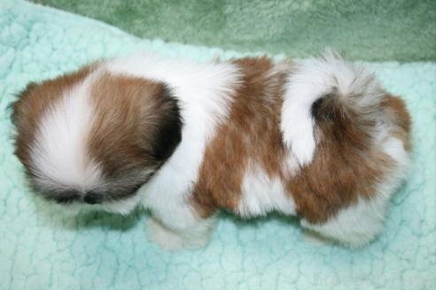 販売中の滋賀県のシーズー-392052の2枚目