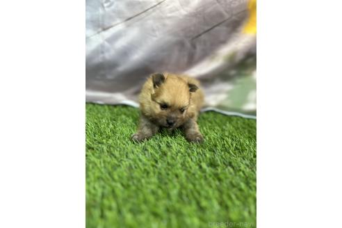 販売中の北海道のポメラニアン-391039の5枚目