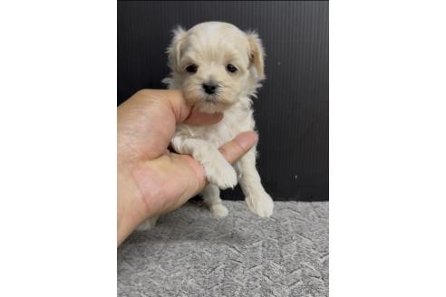 販売中の福岡県のマルプー:マルチーズ×トイプードル-392056の5枚目