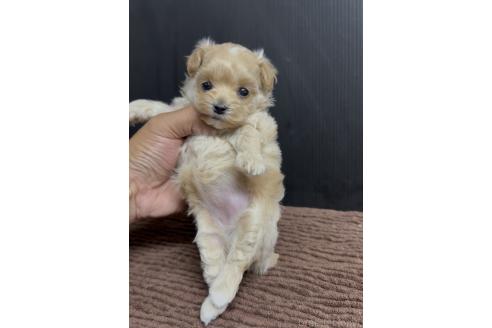 販売中の福岡県のマルプー:マルチーズ×トイプードル-392058の5枚目