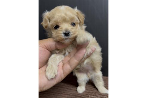 販売中の福岡県のマルプー:マルチーズ×トイプードル-392058の2枚目