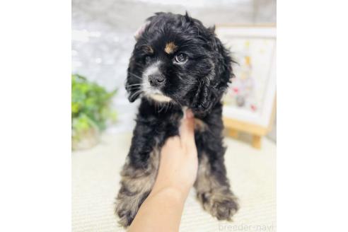 販売中の岐阜県のアメリカンコッカースパニエル-392059の6枚目