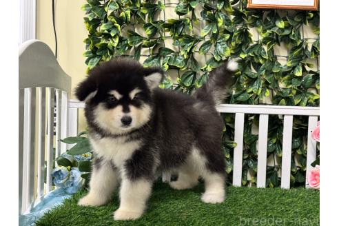 販売中の茨城県のアラスカンマラミュート-382456の5枚目