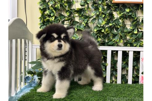 販売中の茨城県のアラスカンマラミュート-382456の4枚目