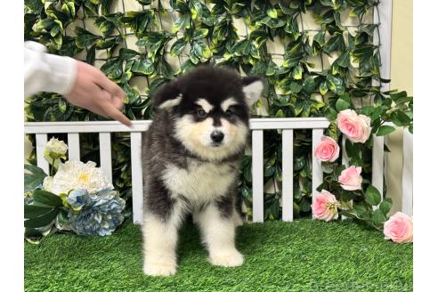 販売中の茨城県のアラスカンマラミュート-382456の3枚目