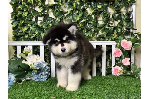 販売中の茨城県のアラスカンマラミュート-382456の2枚目