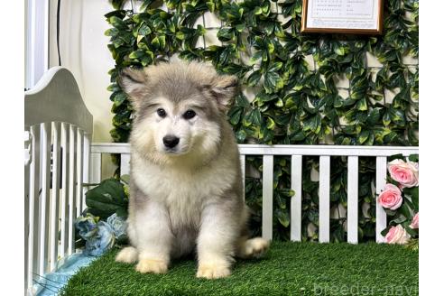 販売中の茨城県のアラスカンマラミュート-392064の5枚目