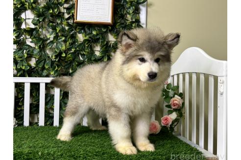 販売中の茨城県のアラスカンマラミュート-392064の4枚目
