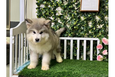 販売中の茨城県のアラスカンマラミュート-392064の3枚目