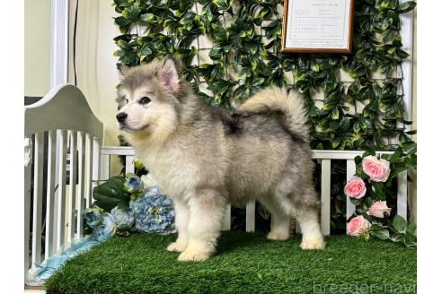 販売中の茨城県のアラスカンマラミュート-392064の2枚目