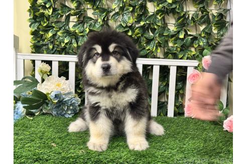 販売中の茨城県のアラスカンマラミュート-392066の5枚目