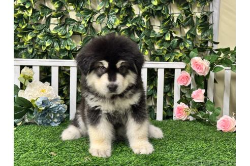 販売中の茨城県のアラスカンマラミュート-392066の4枚目