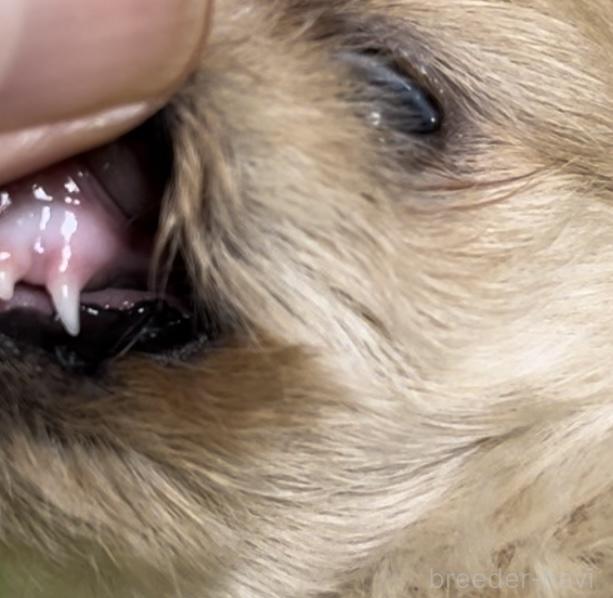 販売中の埼玉県のミックス犬-391948の3枚目