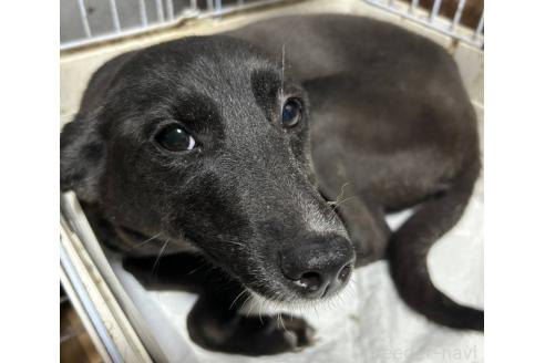 販売中の福岡県のミックス犬-294803の3枚目