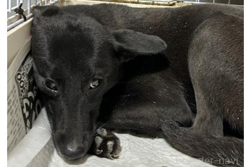 販売中の福岡県のミックス犬-294803の2枚目