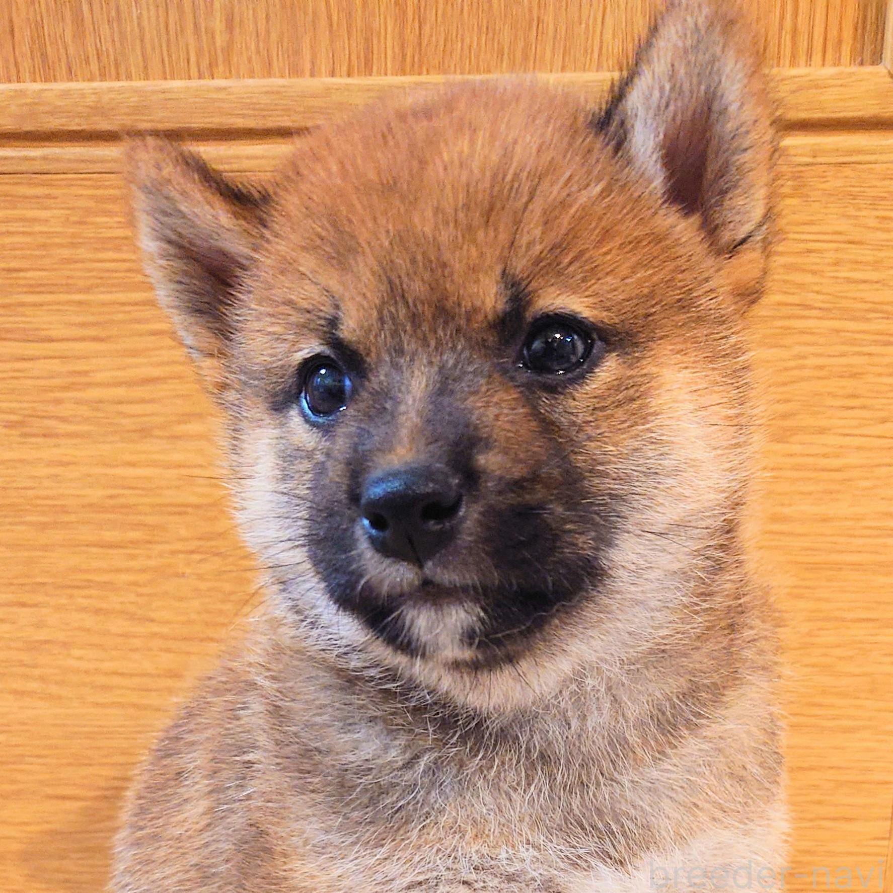 販売中の大阪府の柴犬-389396の1枚目