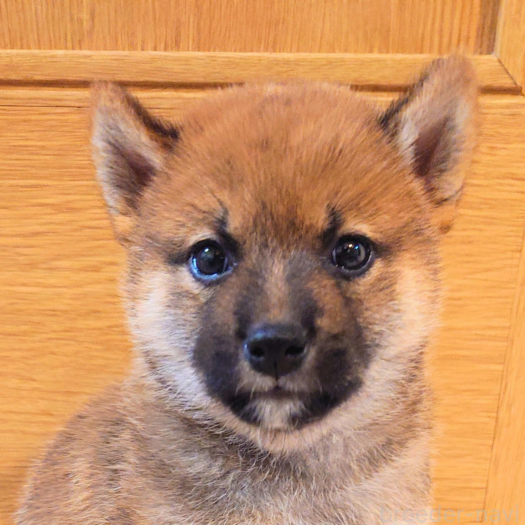 販売中の大阪府の柴犬-389396の12枚目