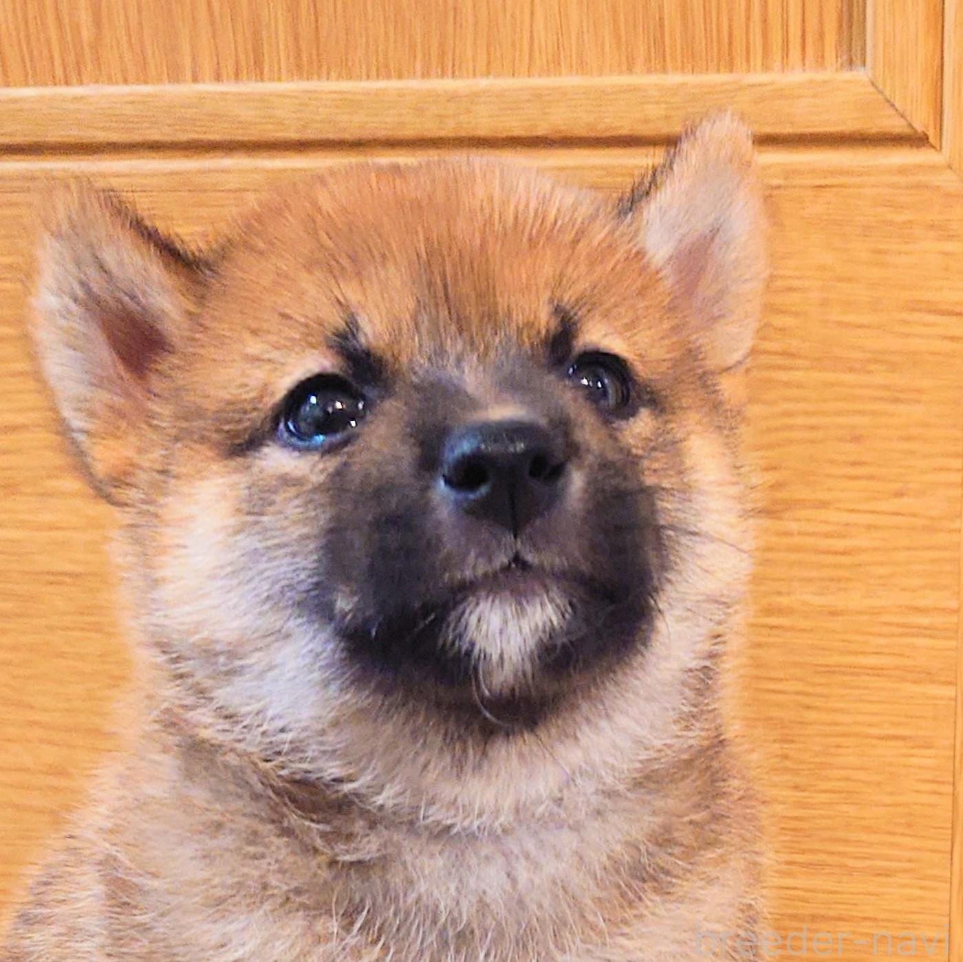 販売中の大阪府の柴犬-389396の11枚目