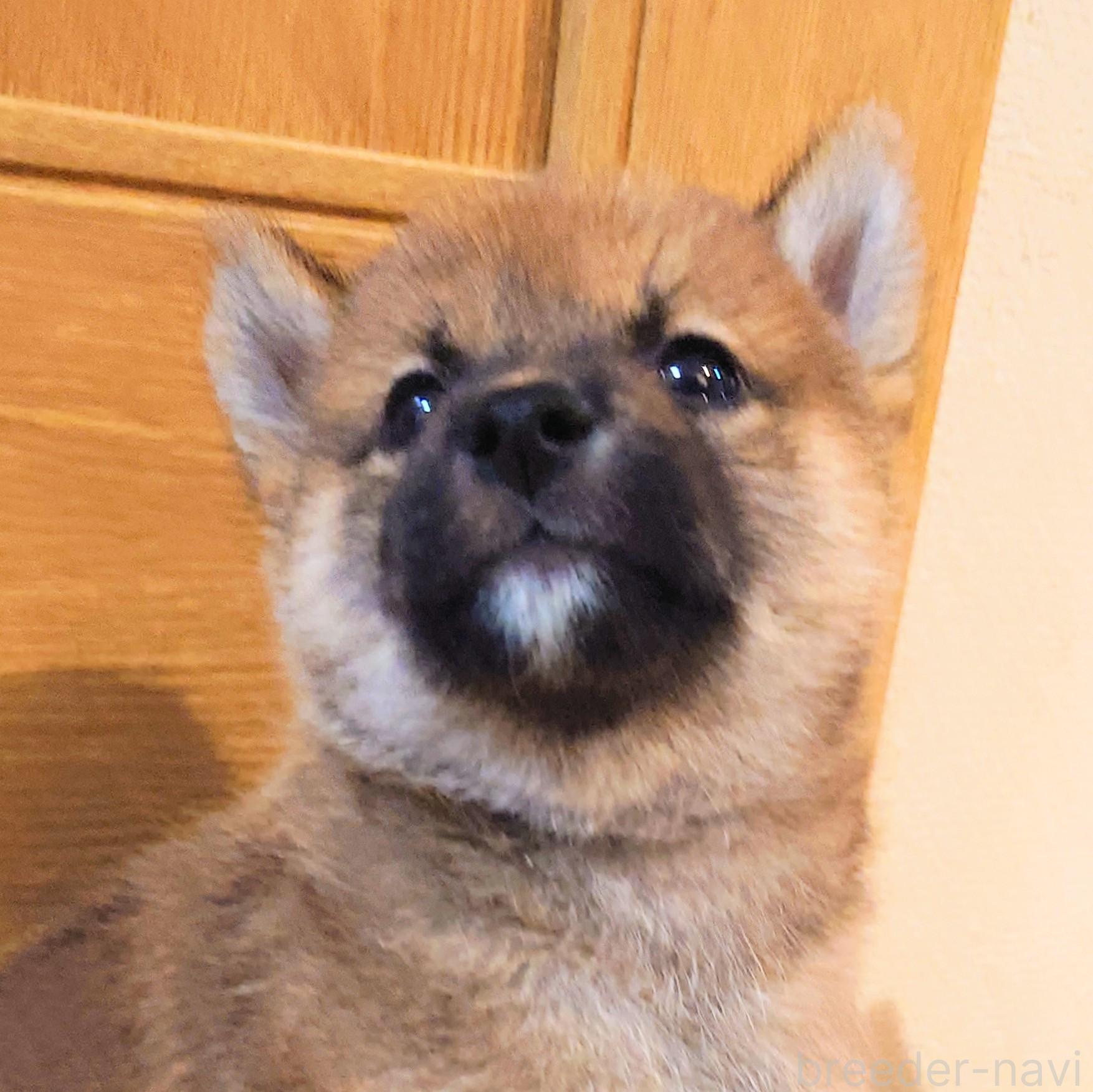 販売中の大阪府の柴犬-389396の10枚目
