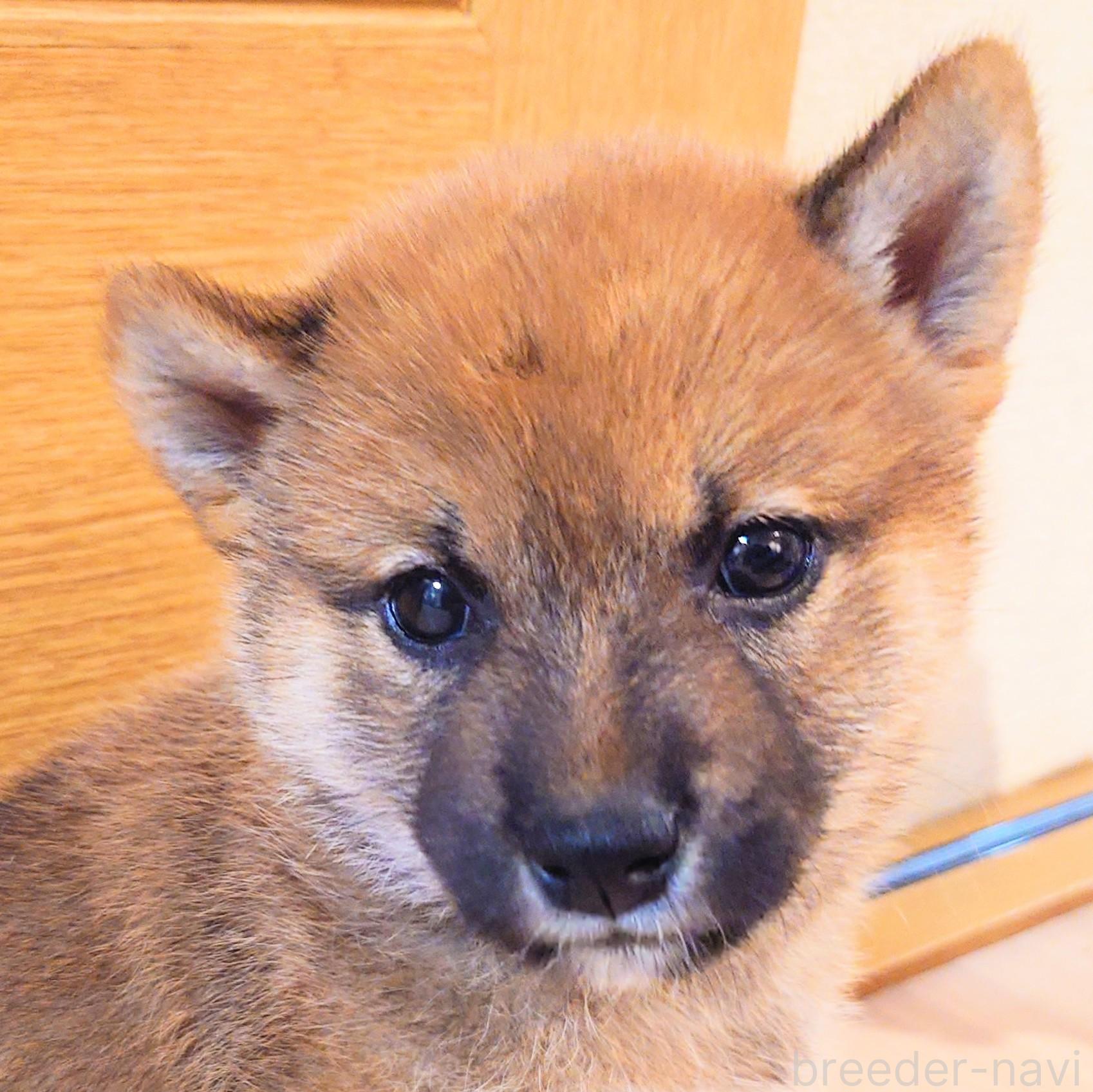 販売中の大阪府の柴犬-389396の9枚目