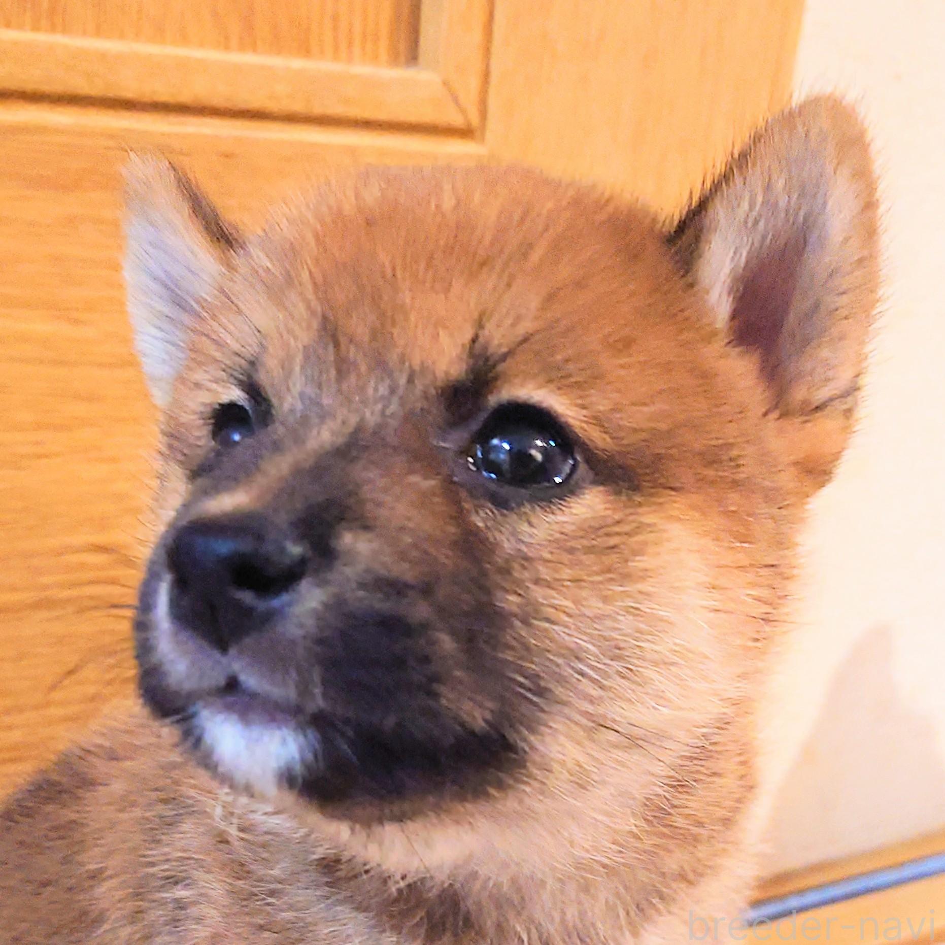 販売中の大阪府の柴犬-389396の8枚目