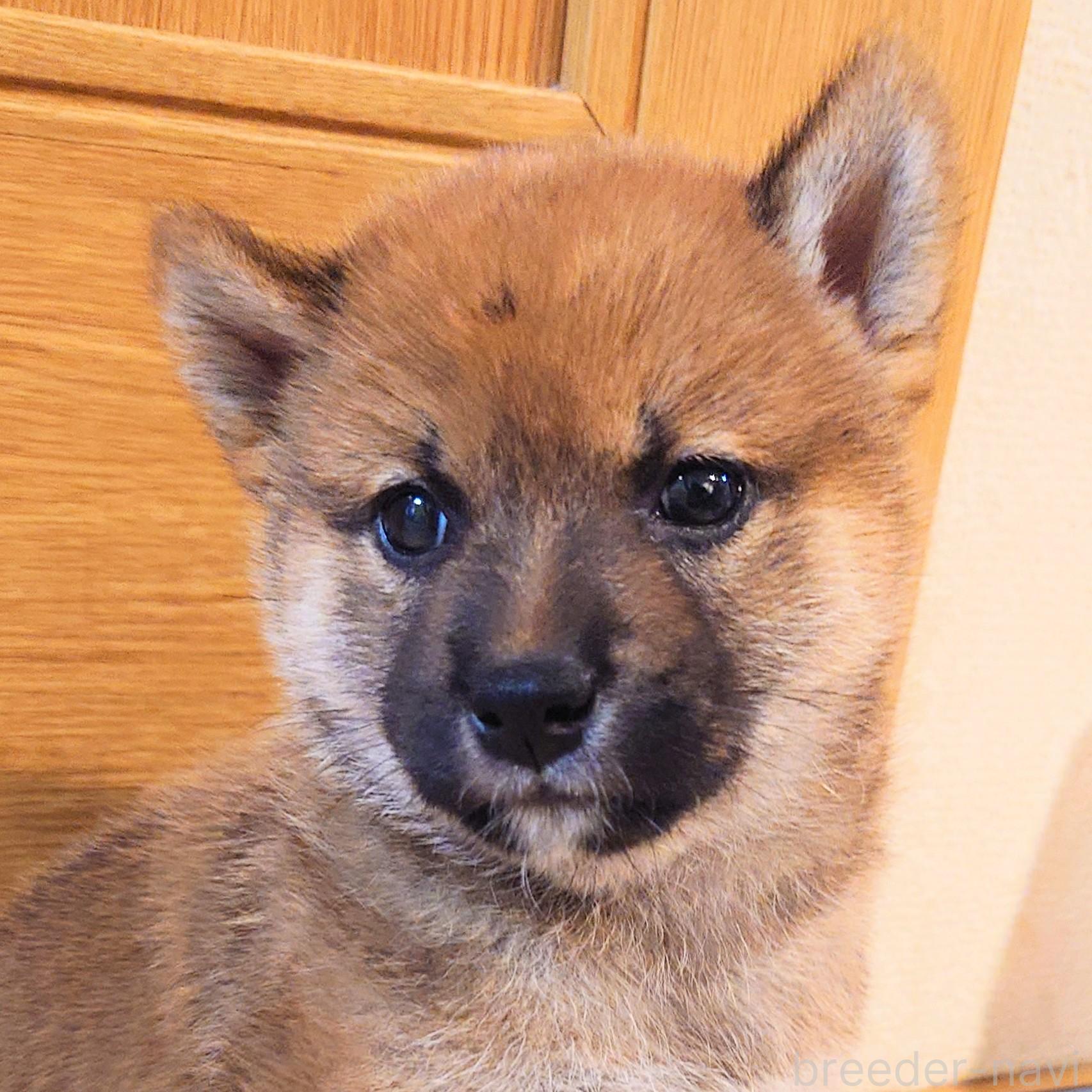 販売中の大阪府の柴犬-389396の7枚目