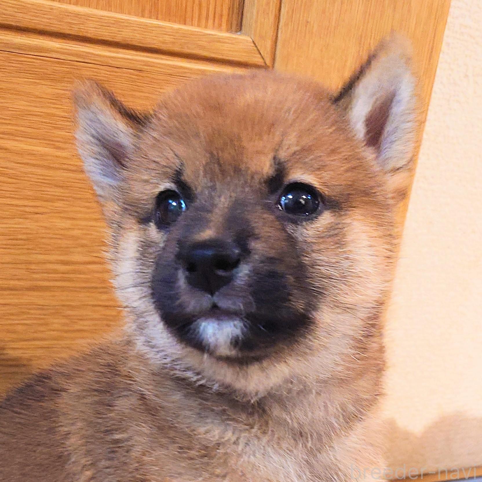 販売中の大阪府の柴犬-389396の6枚目