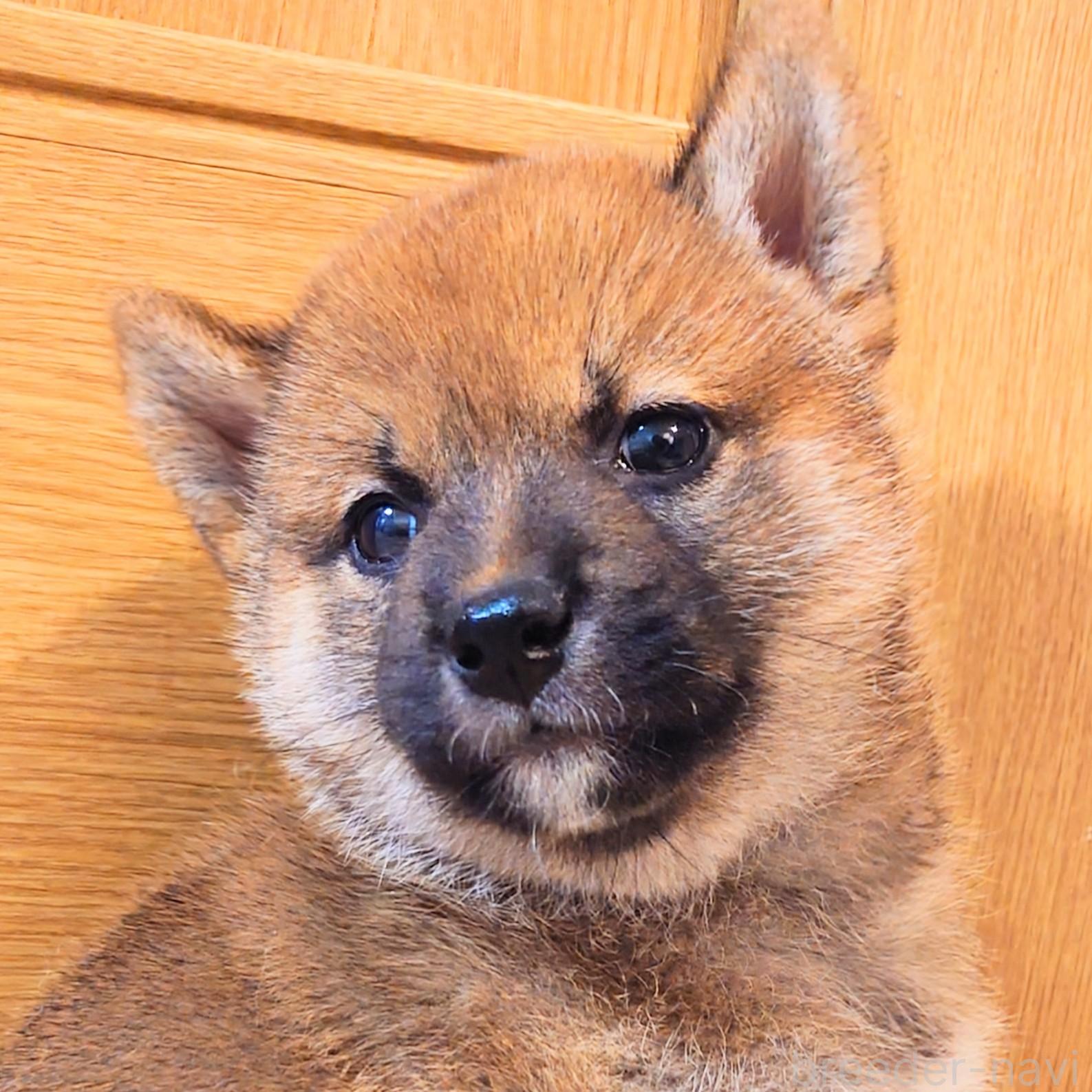 販売中の大阪府の柴犬-389396の5枚目