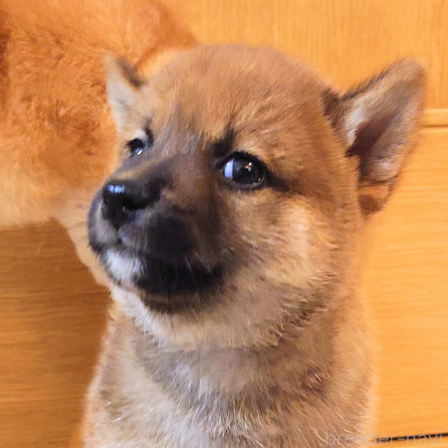 販売中の大阪府の柴犬-389396の4枚目