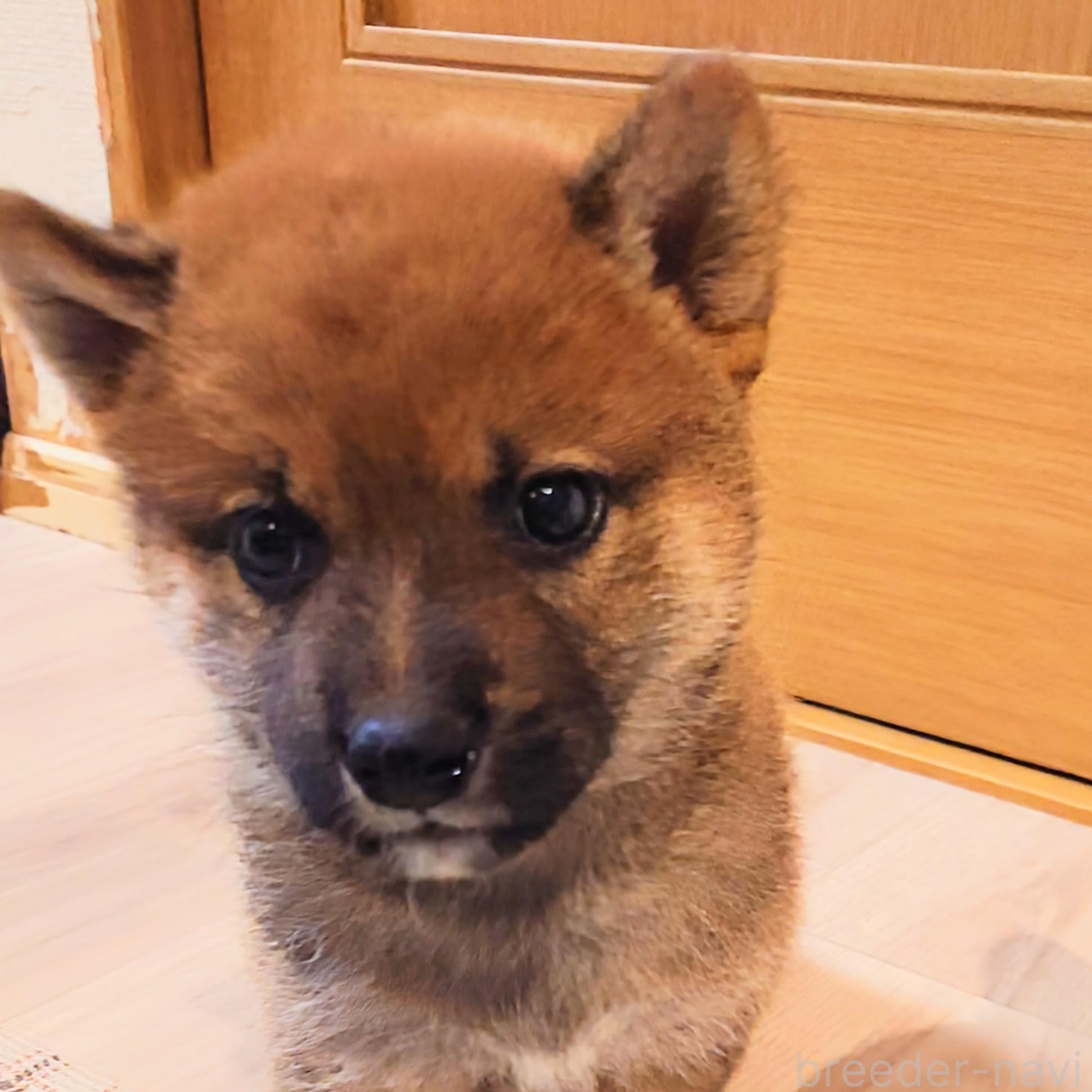 販売中の大阪府の柴犬-389396の3枚目