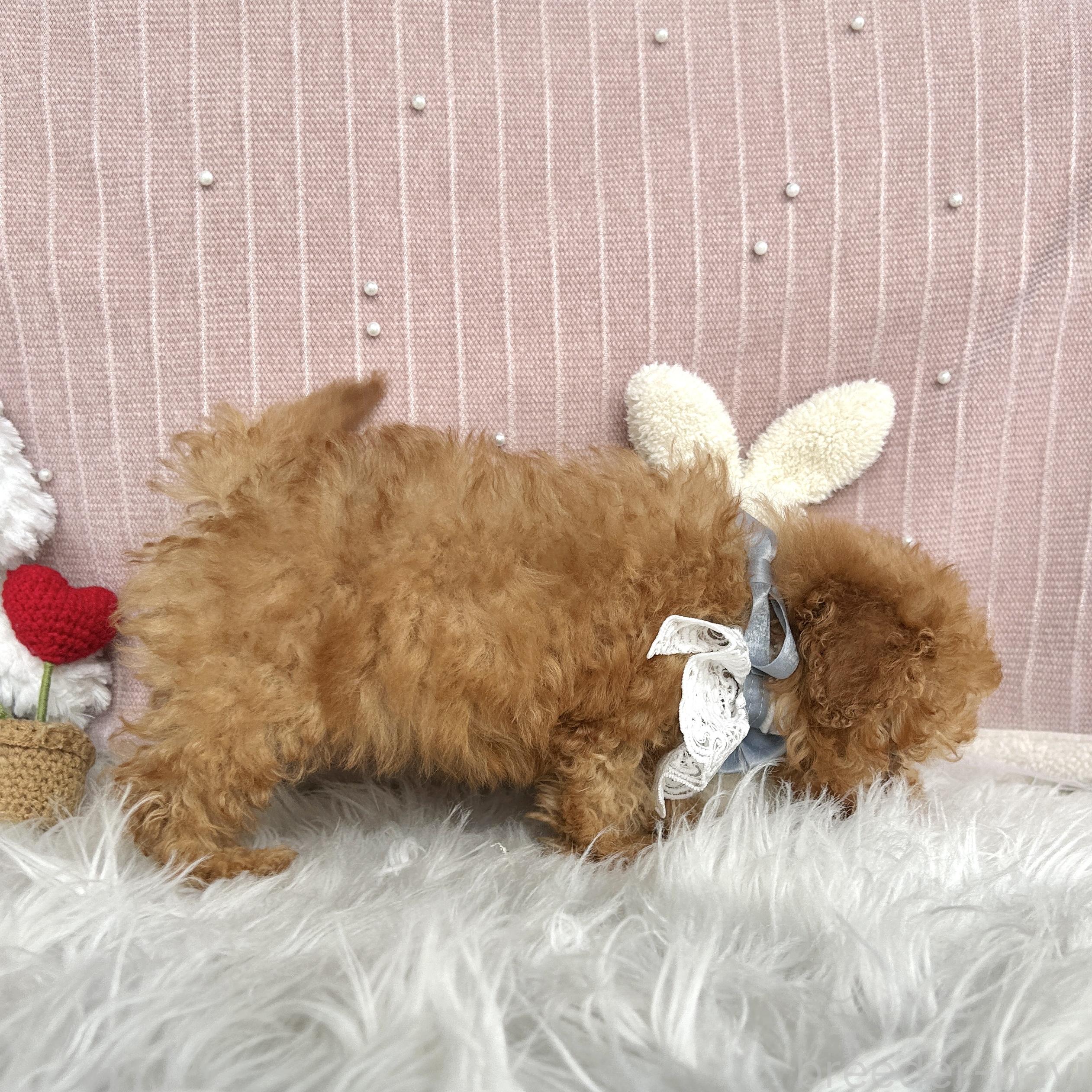 販売中の栃木県のトイプードル-385073の4枚目