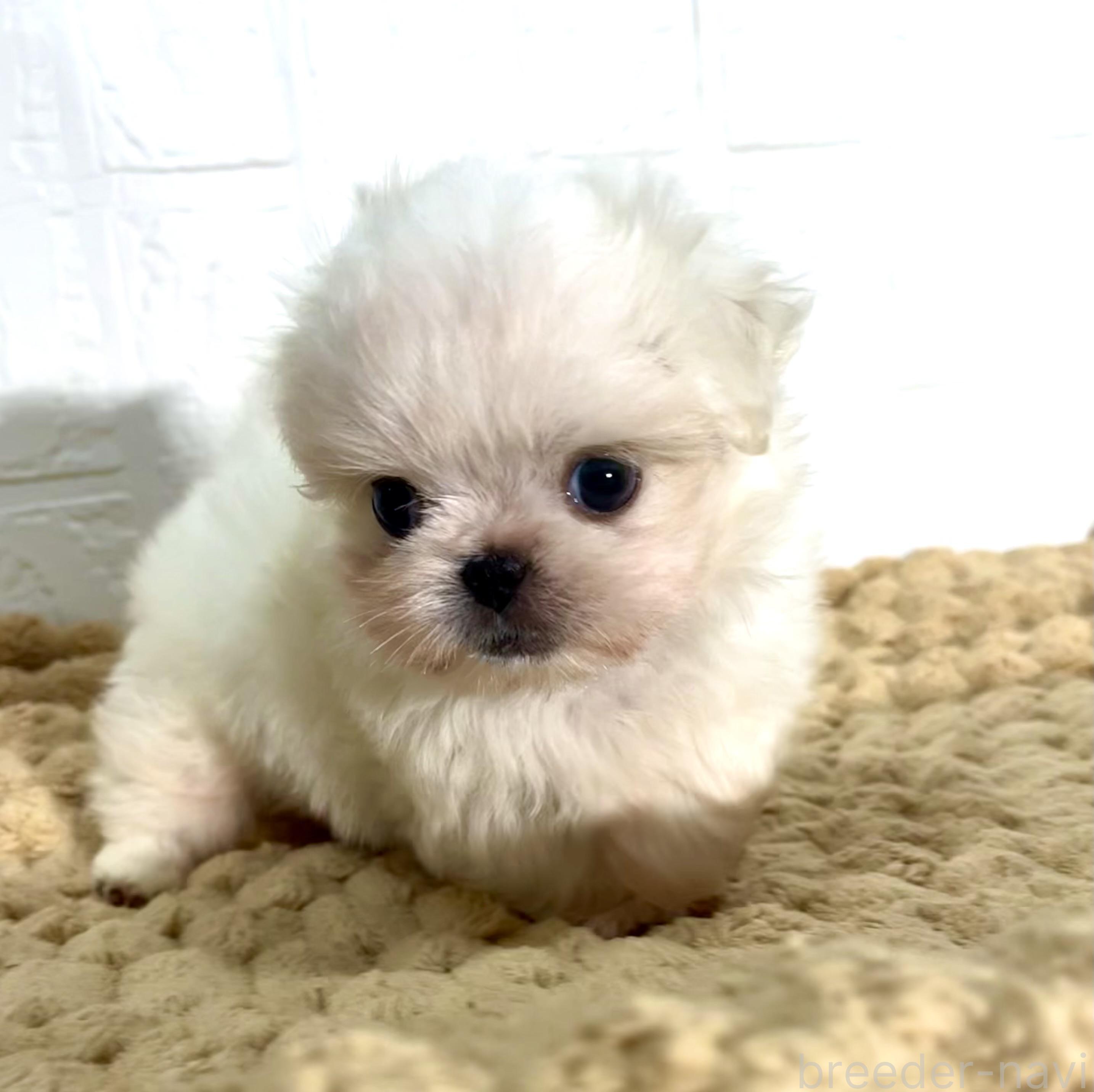 販売中の北海道のミックス犬-391949の12枚目