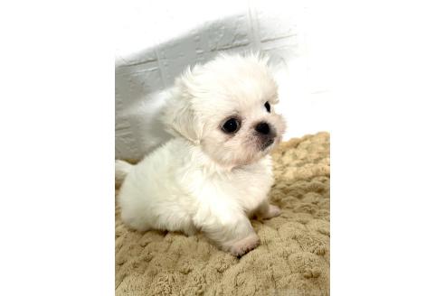 販売中の北海道のミックス犬-391949の11枚目