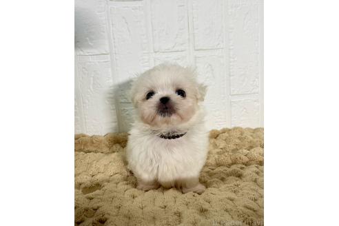 販売中の北海道のミックス犬-391949の10枚目