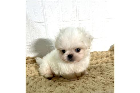 販売中の北海道のミックス犬-391949の9枚目