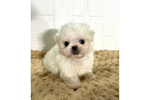 販売中の北海道のミックス犬-391949の8枚目