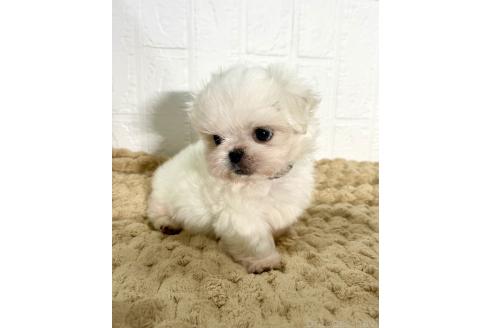 販売中の北海道のミックス犬-391949の7枚目