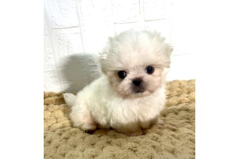 販売中の北海道のミックス犬-391949の4枚目