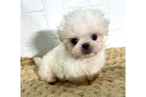 販売中の北海道のミックス犬-391949の2枚目