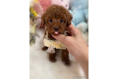 販売中の香川県のタイニープードル-391947の3枚目