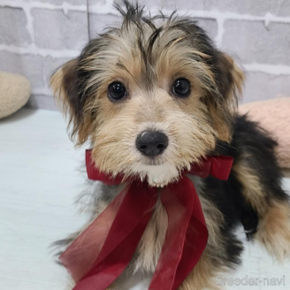 販売中の東京都のミックス犬-384239