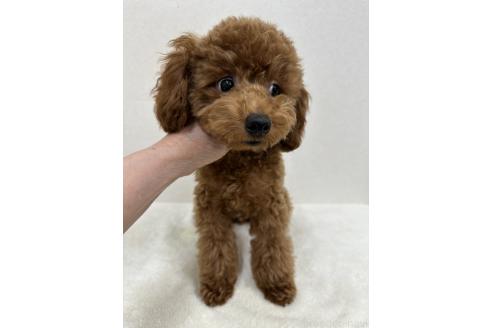 販売中の東京都のトイプードル-378649の1枚目